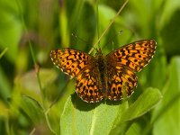 maudoc.com • Boloria titania •  IMG_1522 copia.jpg   Boloria titania